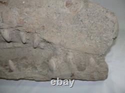 A must see Collector Release Fossils fossil bones dinosaurs tusks eggs