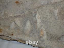 A must see Collector Release Fossils fossil bones dinosaurs tusks eggs