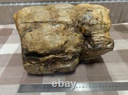 A must see Large Silicified wood Beauty Wood Fossils Wood Origin Unknown Hea