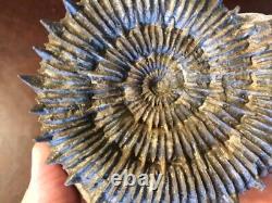Beautiful RARE ammonite PORPOCERAS France Jurassic MUST SEE