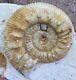 Beautiful RARE ammonite REINECKIA France Jurassic MUST SEE