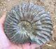 Beautiful rare ammonite Hoplites dentatus Cretaceous France MUST SEE