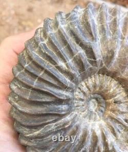 Beautiful rare ammonite Hoplites dentatus Cretaceous France MUST SEE