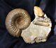 Beautiful rare ammonite STEPHANOCERAS in matrix France MUST SEE! Jurassic