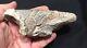 Beautiful rare fossil GIANT GROUND SLOTH claw Megatherium! MUST SEE