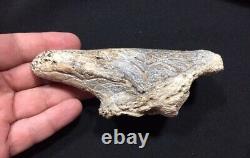 Beautiful rare fossil GIANT GROUND SLOTH claw Megatherium! MUST SEE