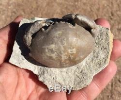 EXCEPTIONALLY NICE fossil CRAB Harpactocarcinus Eocene Italy MUST SEE