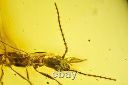 GENUINE Dominican Amber Fossil Inclusion Ultra Sharp Embioptera Must See AL022