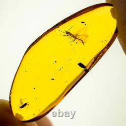 GENUINE Dominican Amber Fossil Inclusion Ultra Sharp Embioptera Must See AL022