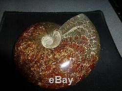 Genuine Large Opalized Ammonite Fossil-Excellent! -Must See