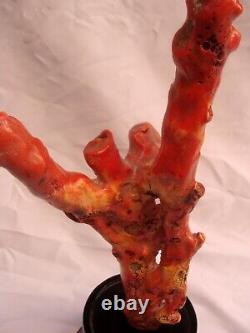 Magnificent Natural Coral Tree 16.75 Tall From Australia'must See