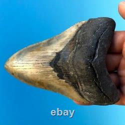 Megalodon Fossil Shark Tooth 4.66 COLORFUL & SERRATED! Must See t6