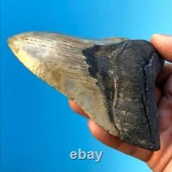 Megalodon Fossil Shark Tooth 4.66 COLORFUL & SERRATED! Must See t6