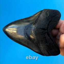 Megalodon Fossil Shark Tooth 5.2 GLOSSY BEAUTY! Must See! Teeth t7