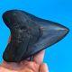 Megalodon Fossil Shark Tooth? 5.38 BLACK? Must See! Teeth t4