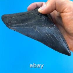 Megalodon Fossil Shark Tooth 5.38 BLACK Must See! Teeth t4