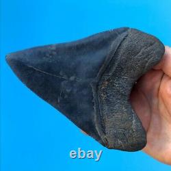 Megalodon Fossil Shark Tooth 5.38 BLACK Must See! Teeth t4