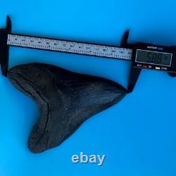 Megalodon Fossil Shark Tooth 5.88 GIANT Serrated! Must See Teeth t3