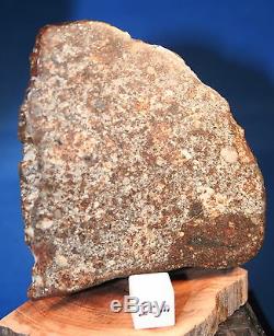Meteorites Stony NWA 869 Polished slice 47gms LithoCraft Minerals a Must See