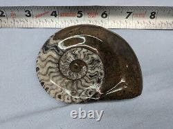 Polished Fossil Jewelery And Fossil Art Collection Must See