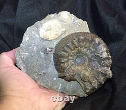 Rare ammonite TELOCERAS in matrix Switzerland MUST SEE! Jurassic