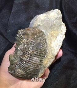 Rare ammonite TELOCERAS in matrix Switzerland MUST SEE! Jurassic