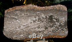 SiS MUST SEE 9 RIP CUT Burmese Petrified Palm Wood Fossil Palmoxylon Myanmar