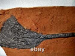 Treasured Fossil Antique Mania Must See Sea Lily Crinoid Collection