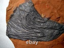 Treasured Fossil Antique Mania Must See Sea Lily Crinoid Collection