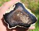U. V. Reactive Palm Mcmullen County, Texas, Dome Polished Limb. Must See