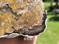 U. V. Reactive Palm Mcmullen County, Texas, Flat Polished Limb. Must See