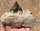 ULTRA RARE enormous fossil mammal PAPPOCETUS jaw tooth Must see