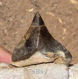 ULTRA RARE enormous fossil mammal PAPPOCETUS jaw tooth Must see