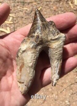 ULTRA RARE enormous fossil mammal PAPPOCETUS upper tooth Must see! ROOTS