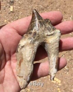 ULTRA RARE enormous fossil mammal PAPPOCETUS upper tooth Must see! ROOTS