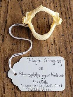 (Very Rare Male) PELAGIC STINGRAY JAW sting ray? MUST SEE